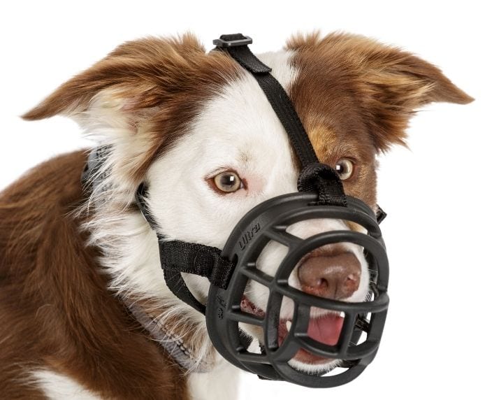 A brown and white dog wearing a Baskerville Ultra Muzzle