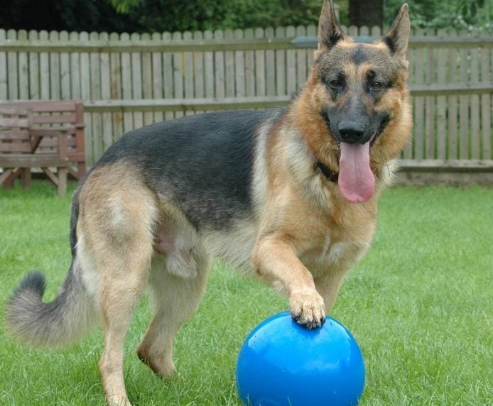 an Alsatian playing with a Boomer Ball