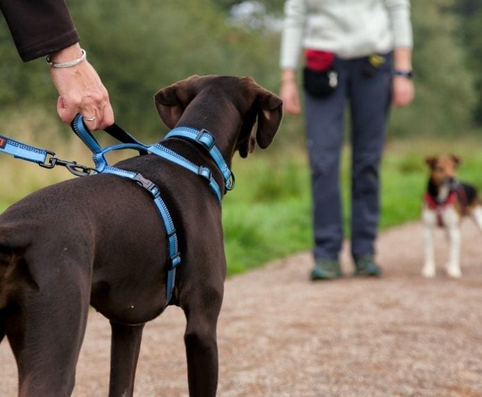 A dog wearing the Halti Walking Harness on a walk