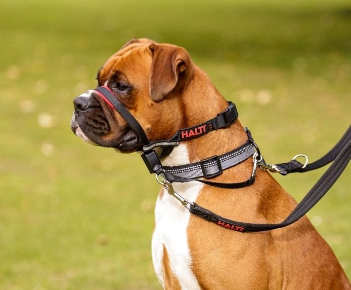 Boxer dog wearing a Halti Optifit headcollar