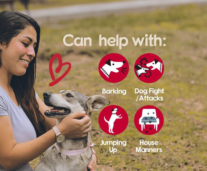 what pet corrector can help with