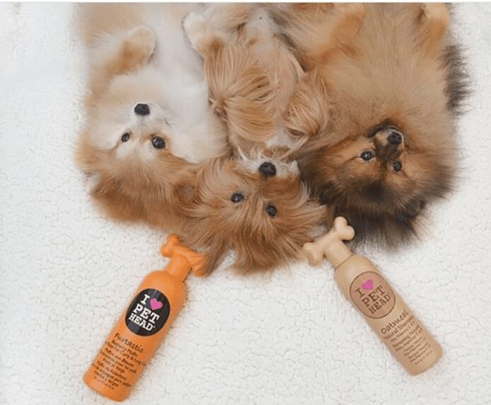 Three dogs lying next to some Pet Head products