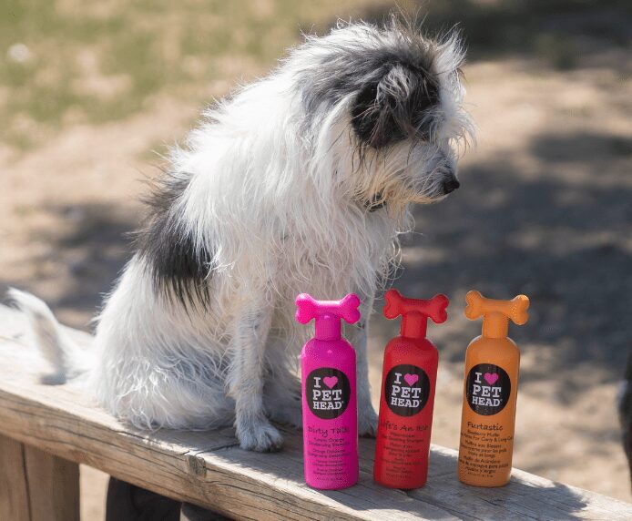 A scruffy dog next to some Pet Head products on a bench