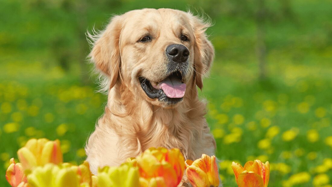 Labrador near some tulips in a garden