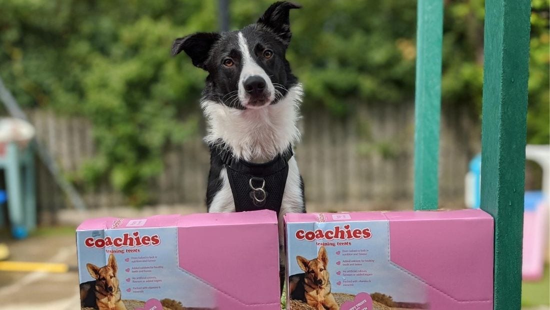 A dog looks over the top of two boxes of coachies dog treats