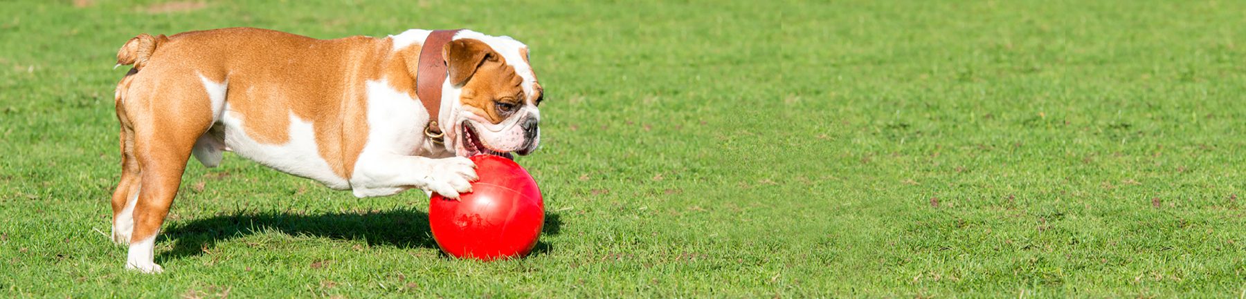 Bulldog enjoying large red boomer ball