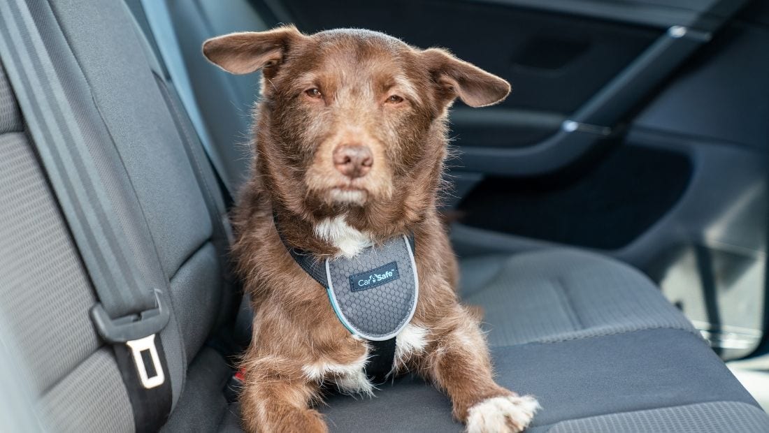Rescue dog comfortably lying down in back of car while safely strapped in with CarSafe