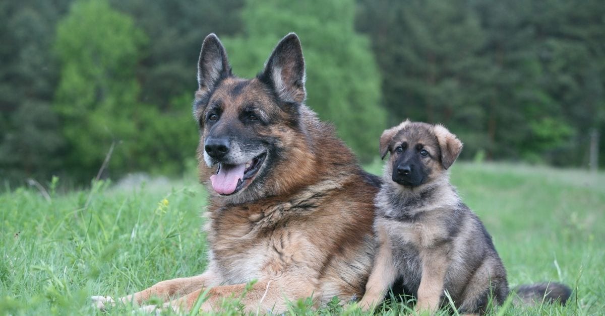 Exercise for dogs