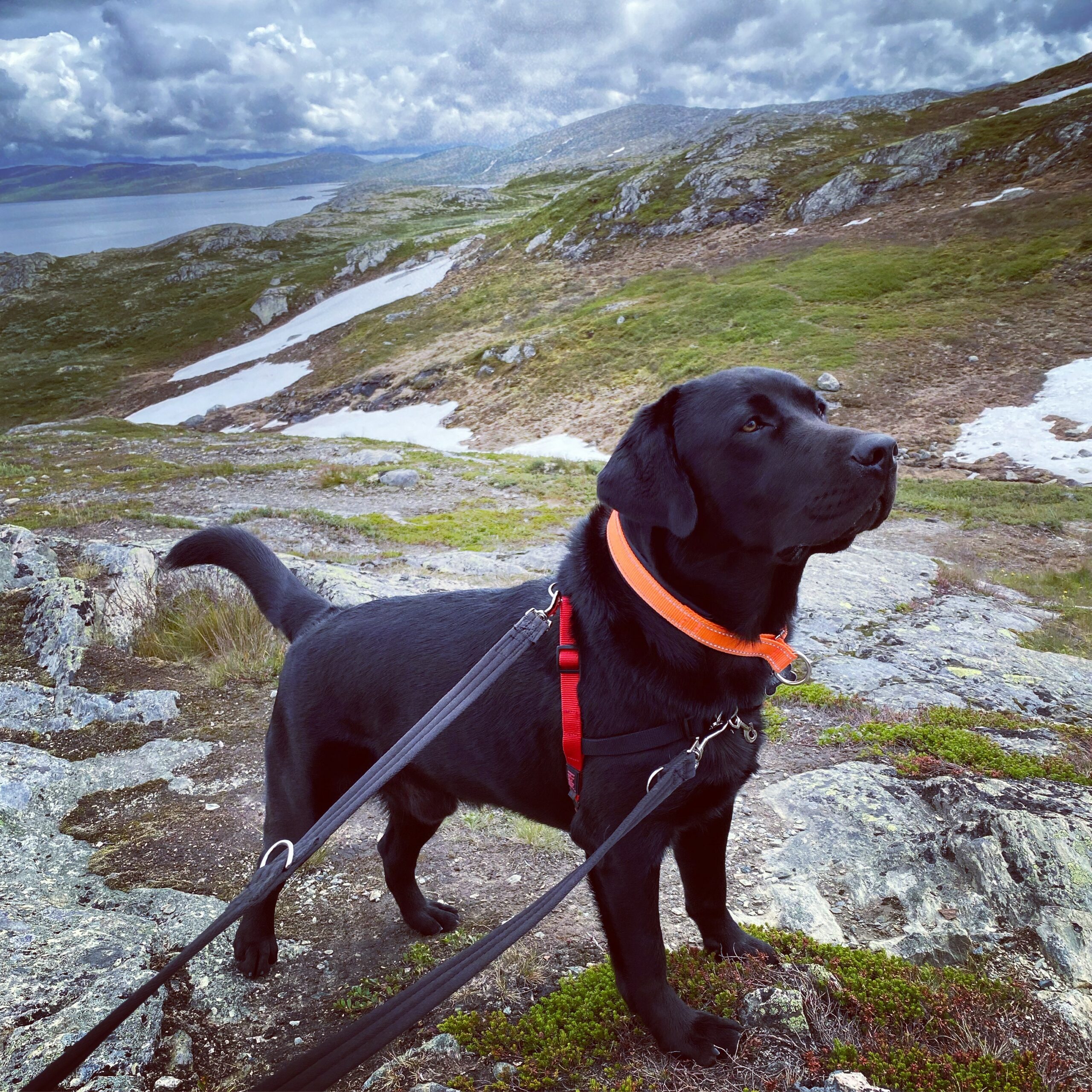 Black lab looking majestic on mountain with harness and double-ended lead