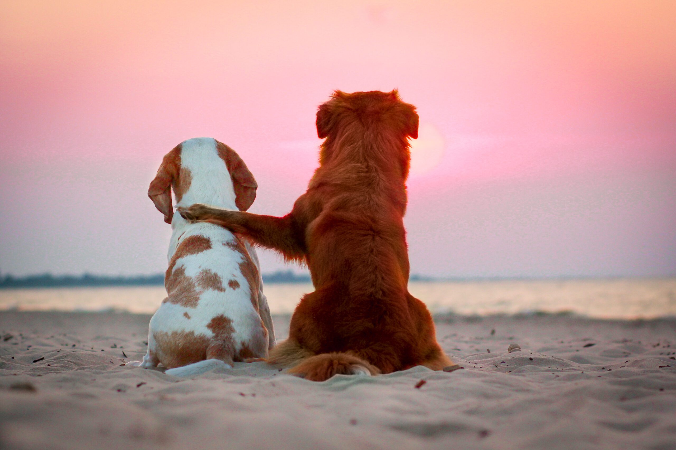 Beagle dog and nova scotia duck tolling retriever friends watching the sunset on a beach at the seaside. Two dogs hugging together.