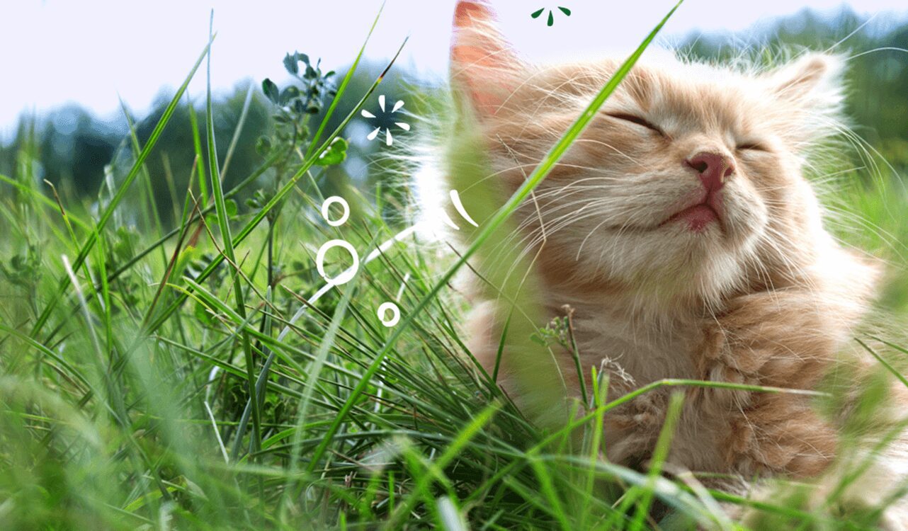 A kit resting contently in the long grass