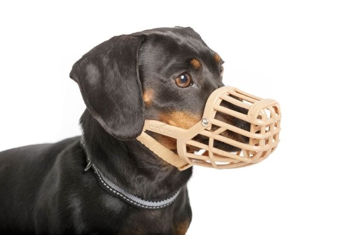 dog looking comfortable in a Baskerville Classic Muzzle