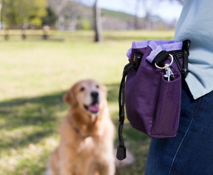 A Labrador waiting patiently near a a person wearing a Company of Animals Treat Bag