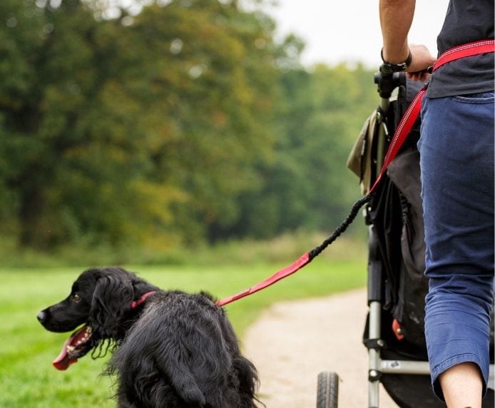 A black dog wearing a Halti Active Lead attached to a person pushing a pram