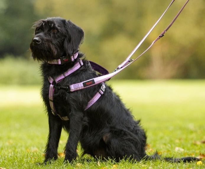 A black dog wearing a Halti Double Ended Lead