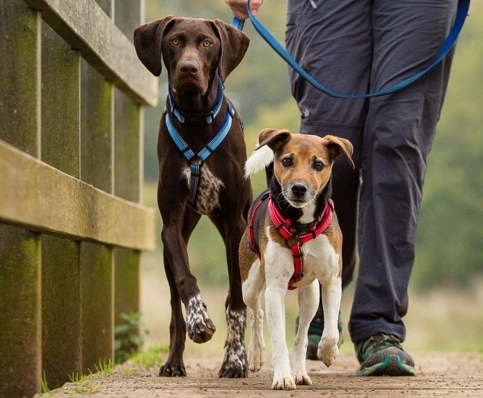 Two dogs using the Halti Walking Lead