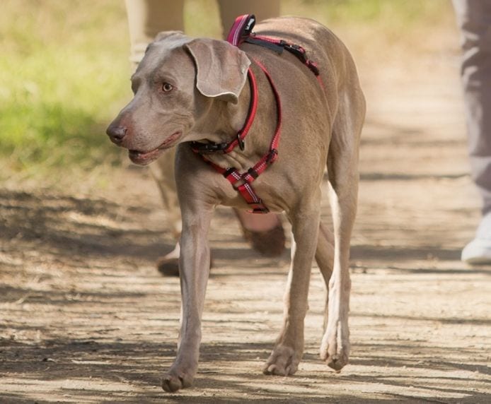 A dog on a walk wearing a Halti Walking Harness