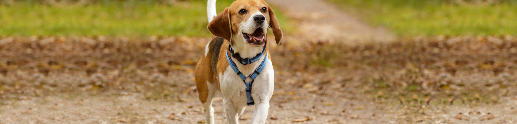 Happy Beagle walking in park wearing harness