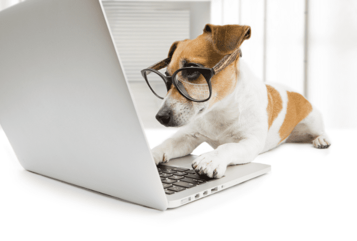 A puppy wearing spectacles sat at a computer