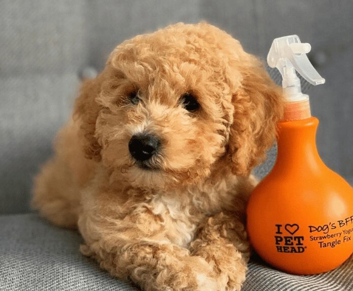 A very clean and pleased dog next to Pet Head Dog's BFF Spray