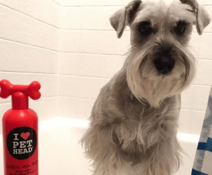 Schnauzer dog next to A bottle of Pet Head Life's an Itch