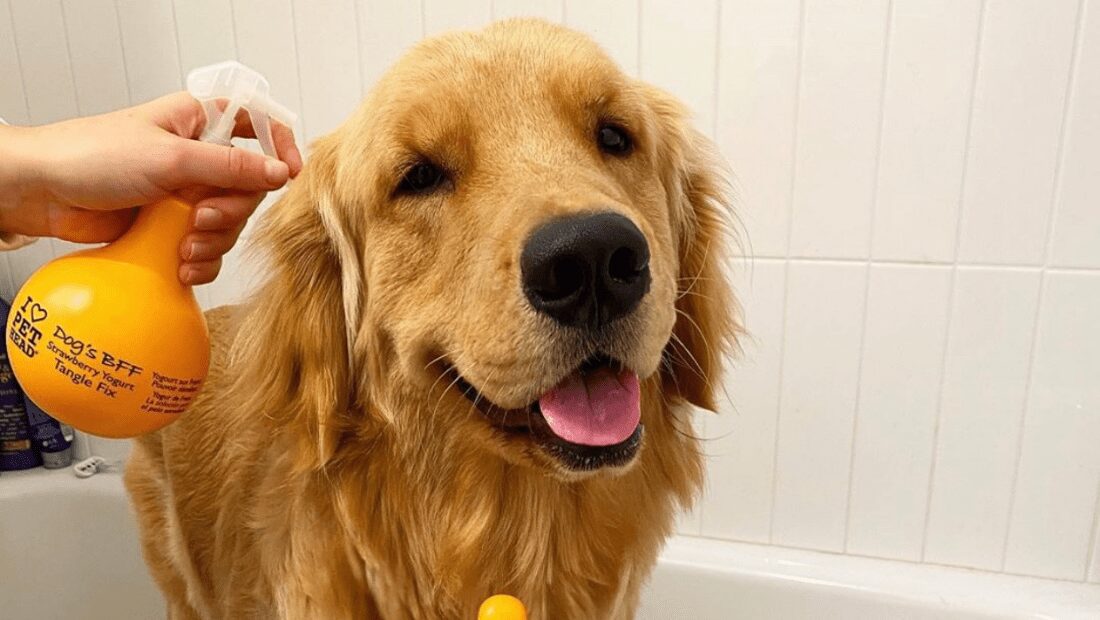 A Labrador in the bath being sprayed by Pet Head Dog's BFF spray