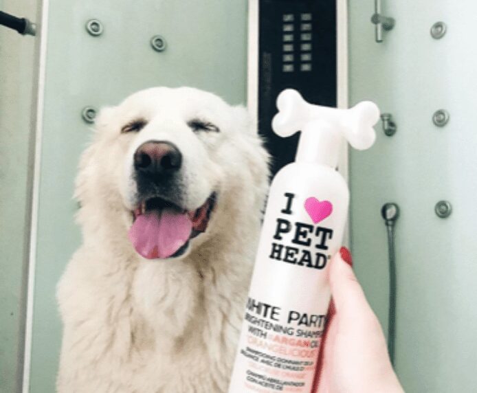 A very happy white dog next to a bottle of Pet Head White Party