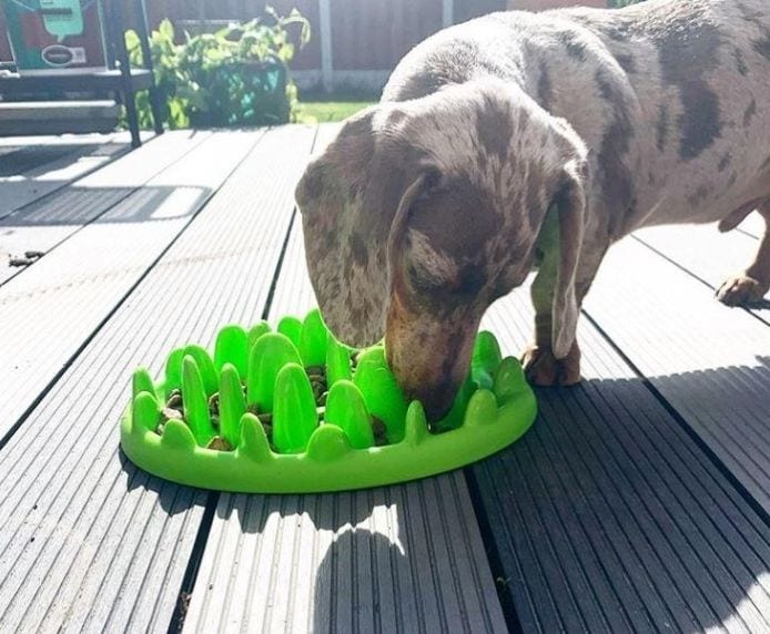 A dog using the Green Slow Feeder in the garden