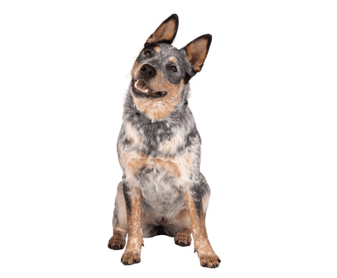 An inquisitive dog with his head to one side