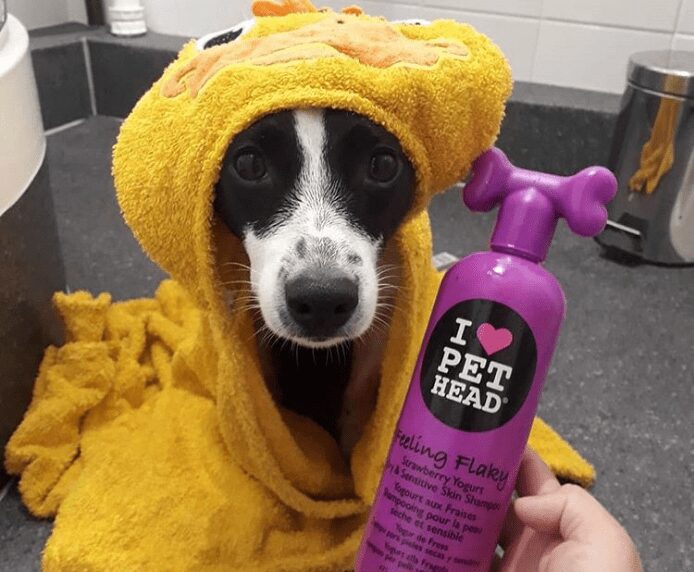 A dog in a towel next to a bottle of Pet Head Feeling Flaky