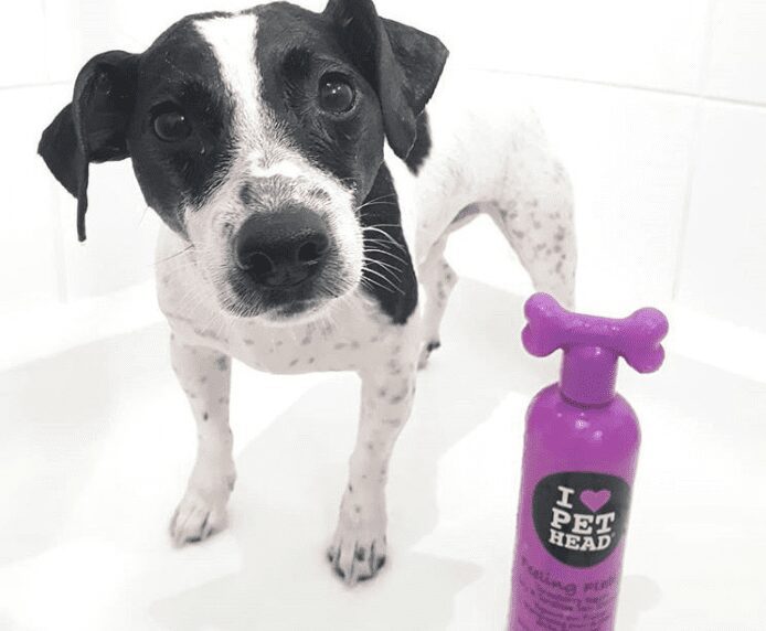 A dog in the bath next to a bottle of Pet Head Feeling Flakey