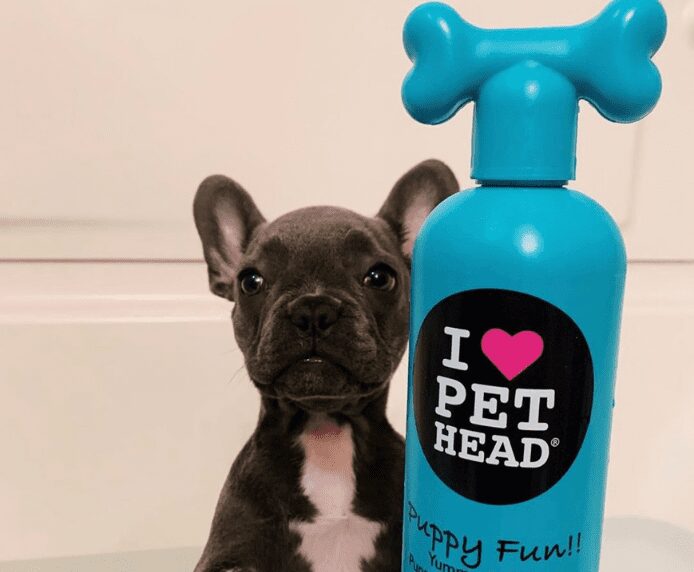 A small dog in the bath with Pet Head Puppy Fun
