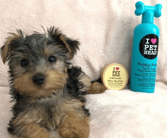 A small dog next to some Pet Head products