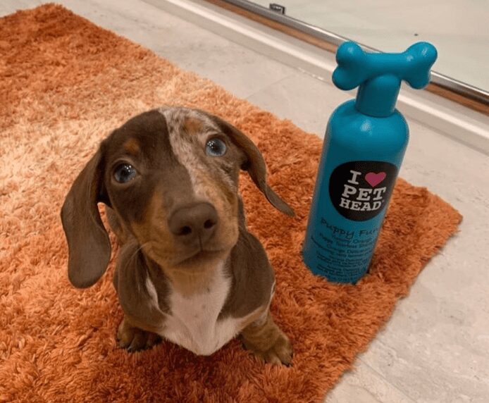 a Dachshund next to a bottle of Pet Head Puppy Fun
