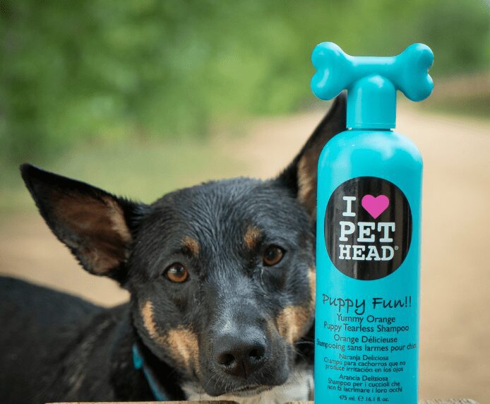 A dog next to a bottle of Pet Head Puppy Fun