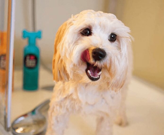 A small clean dog near some Pet Head products