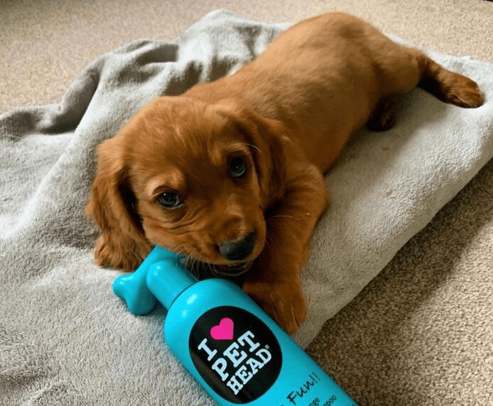 A dog chewing a bottle of Pet Head Puppy Fun