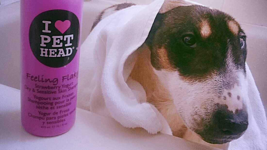 A dog in the bath next to a bottle of Pet Head Feeling Flaky