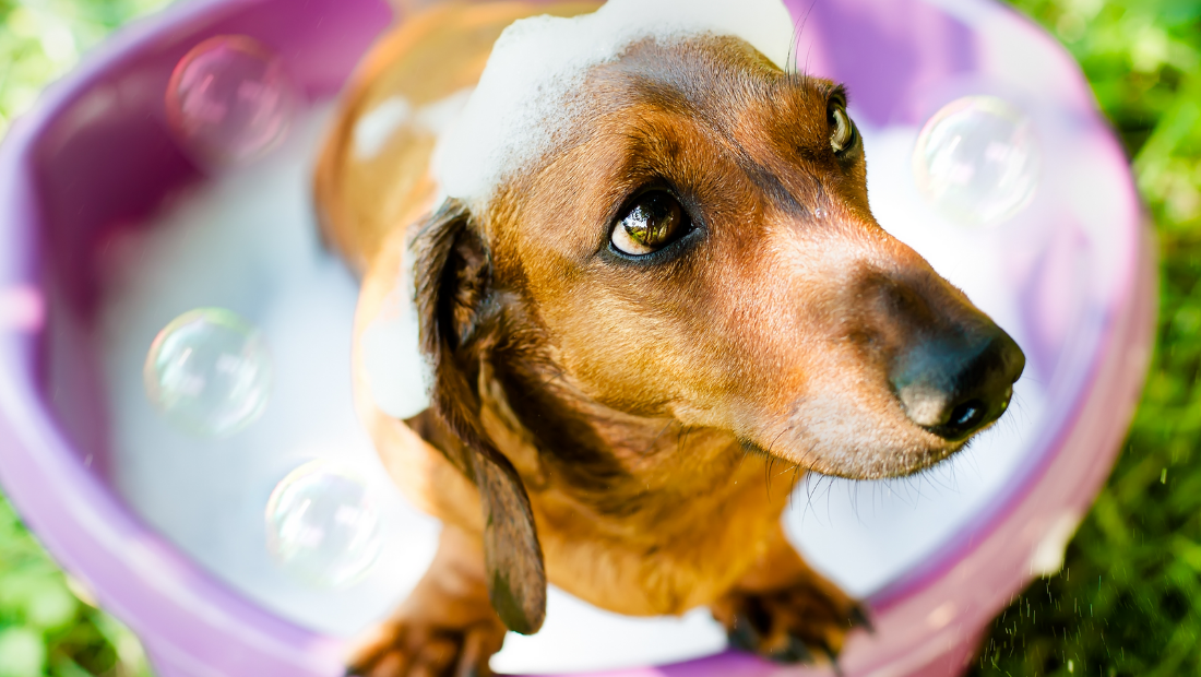 A Dachshund in a soapy bath in the garden