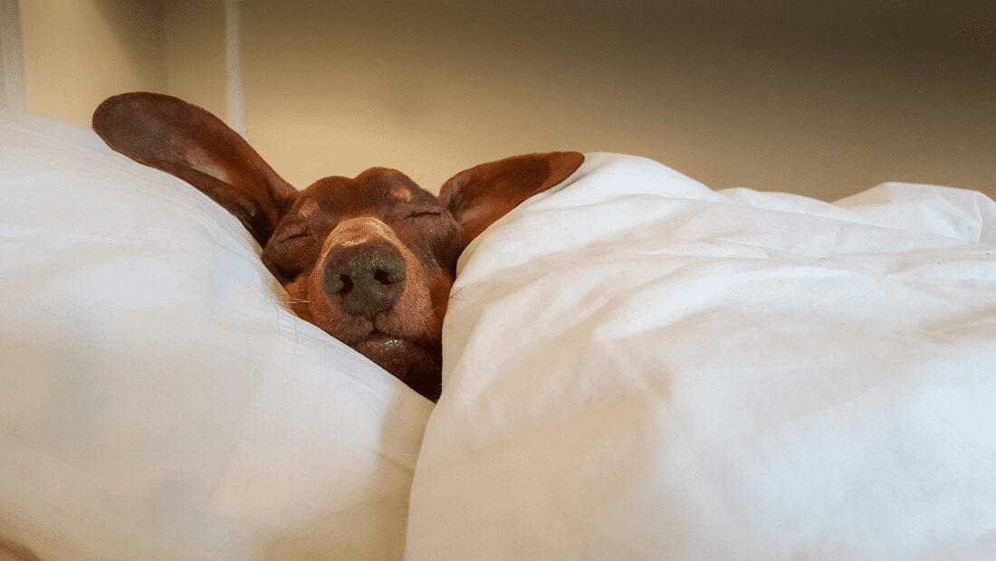 A dog asleep in a bed with white sheets