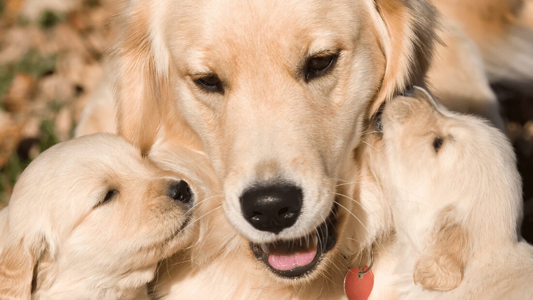 A Labrador with her puppies