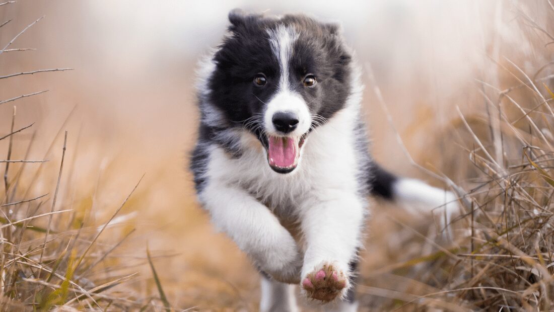 A dog running through a field head on