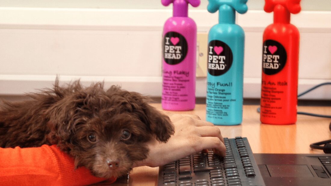 A dog disturbing someone on their computer next to three Pet Head bottles