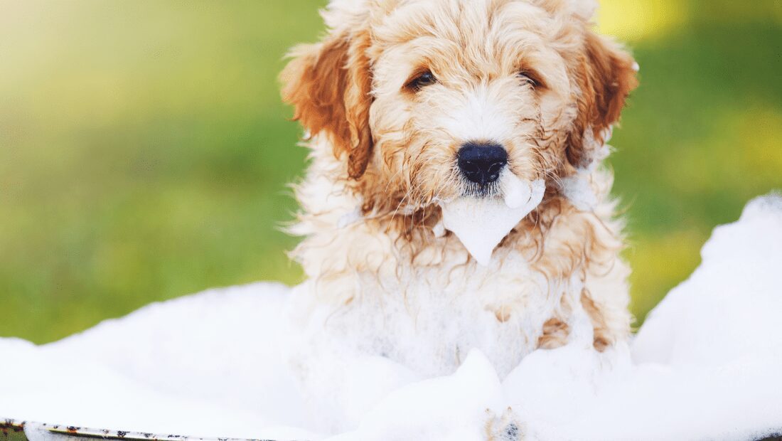 A dog in a soapy bath in a field