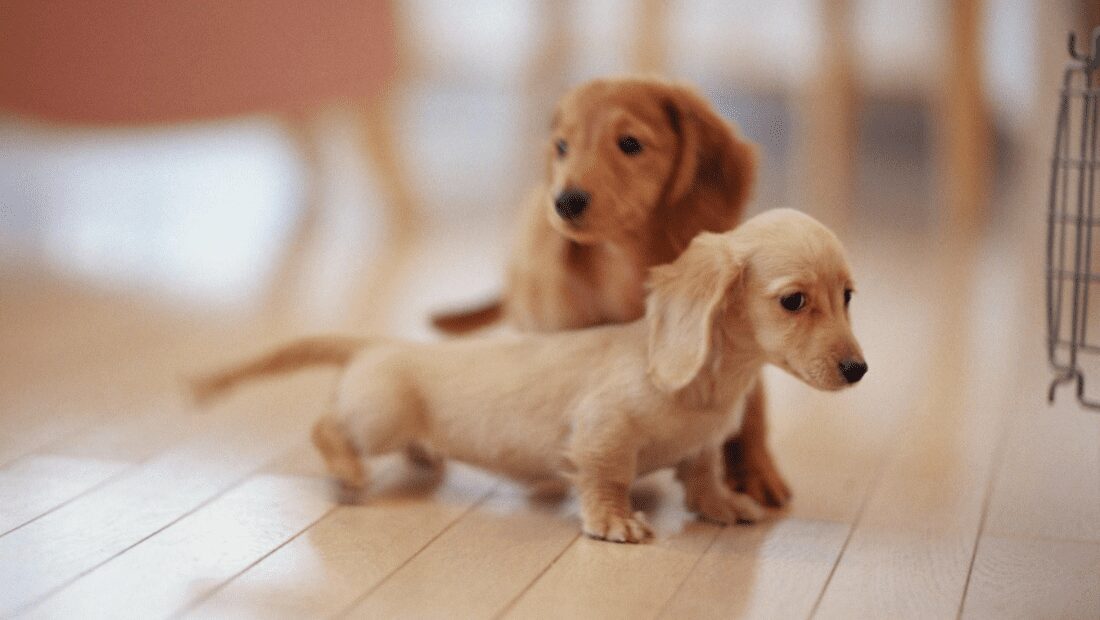 Dachshund puppies