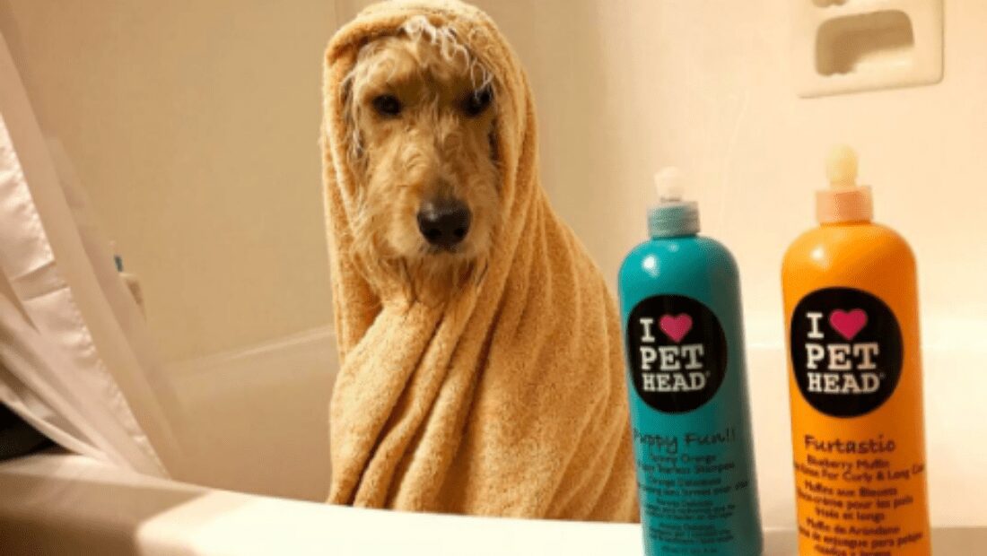 A dog in a bath wrapped in a towel next to two bottles of Pet Head