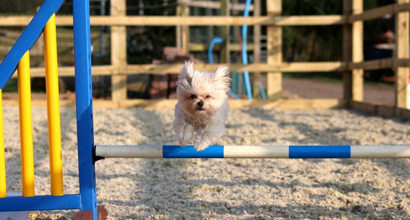 A small dog jumping over an agility jump
