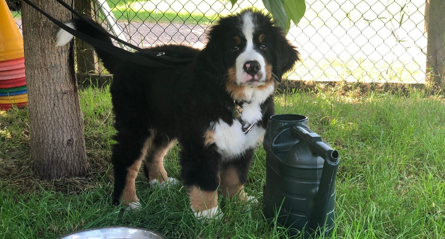 A Bernese puppy wearing Halti walking products
