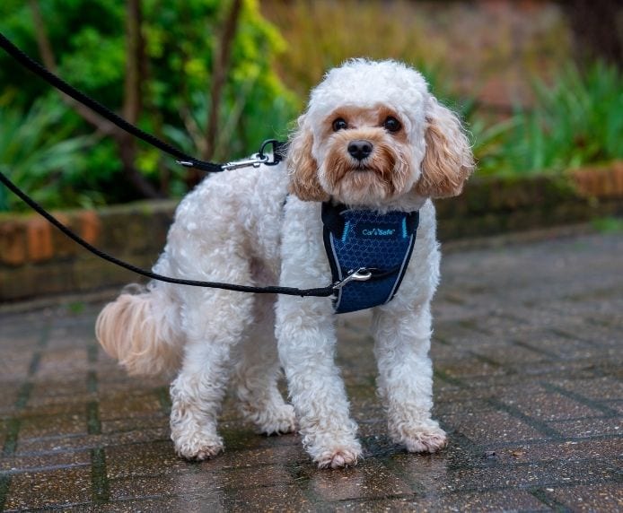 Crash Tested Dog Travel Harness Lifestyle Dog on Lead