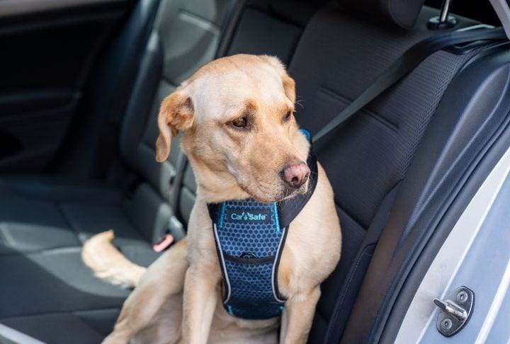 Labrador in car with CarSafe Harness